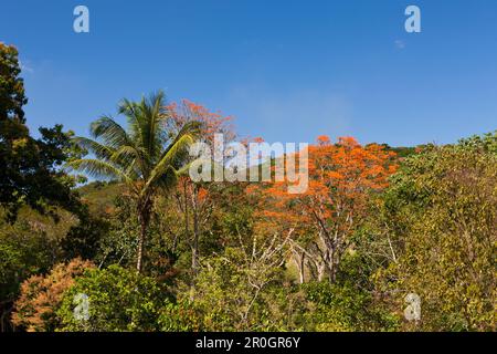 Colline dell'entroterra, Punta Rucia, Repubblica Dominicana Foto Stock