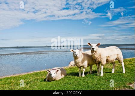 Pecore sulla diga nella luce del sole, Nordstrand, Schleswig Holstein, Germania, Europa Foto Stock