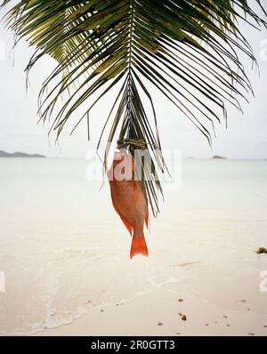 Dentice rosso appeso sulla foglia di palma alla spiaggia, Anse Volbert, Bahia Ste Anne, Praslin, Repubblica delle Seychelles, Oceano Indiano Foto Stock