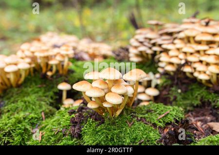 Hypholoma fasciculare, comunemente noto come ciuffo di zolfo o come amante del legno raggruppato. Foto Stock