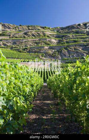 Vigneti alla luce del sole, Sion, Vallese, Svizzera, Europa Foto Stock