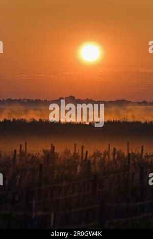 Il lago di Neusiedl a sunrise, Fertoe National Park, Burgenland, Austria, Europa Foto Stock