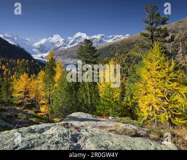 Larici nella valle del Morteratsch in autunno, Piz Zupo, Piz Argient, Piz Bernina, Grigioni, Svizzera, Europa Foto Stock