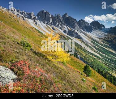 Larice a Kemater Alp nella luce del sole, Kalkkoegel, Tirolo, Austria, Europa Foto Stock