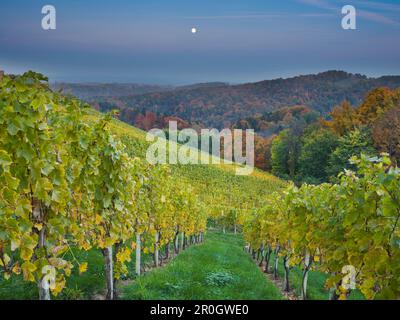 Vigneti in autunno la sera, strada del vino della Stiria meridionale, Stiria, Austria, Europa Foto Stock