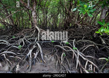 Mangrovie su Cape York Peninsula del Queensland del Nord, Australia Foto Stock