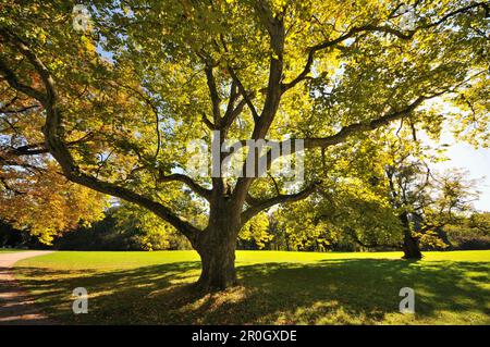 Albero nel parco del Castello Belvedere vicino Weimar, Turingia, Germania Foto Stock