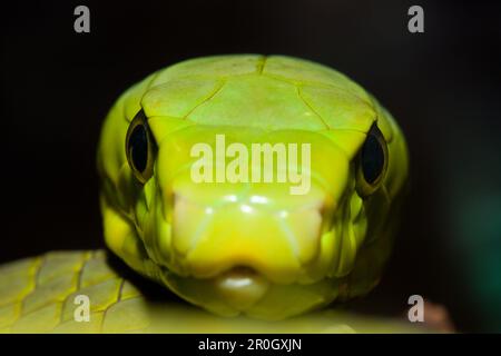 Eastern Green Mamba, Dendroaspis angusticeps, Kenya, Africa Foto Stock