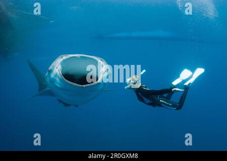 Squalo balena e Freediver, Rhincodon typus, Cenderawasih Bay, Papua Occidentale, Papua Nuova Guinea, Nuova Guinea, Oceania Foto Stock