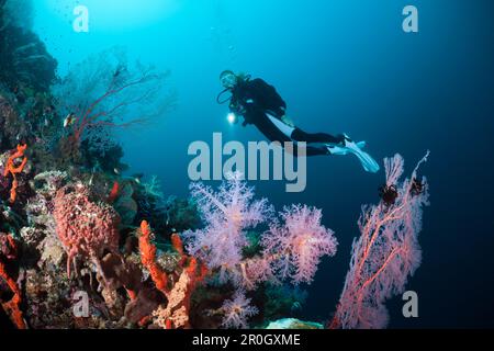 Immersioni subacquee su Coral Reef, Cenderawasih Bay, Papua Occidentale, Papua Nuova Guinea, Nuova Guinea, Oceania Foto Stock