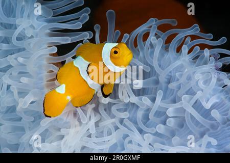 Anemonefish di clown giovanile in Anemone di mare sbiancato, anfibrion ocellaris, Heteractis magnifica, Cenderawasih Bay, Papua occidentale, Papua Nuova Guinea, New GU Foto Stock
