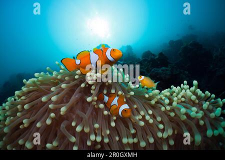Famiglia di anemonefish di Clown, Amphiprion ocellaris, Baia di Cenderawasih, Papua Occidentale, Papua Nuova Guinea, Nuova Guinea, Oceania Foto Stock