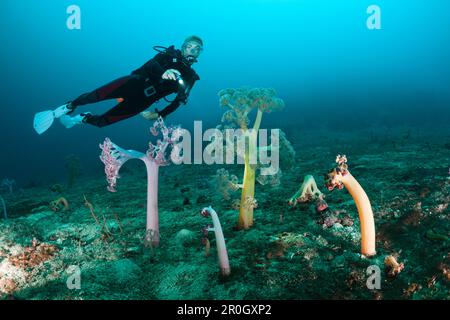 Coralli molli e Scuba Diver, Umbellulifera sp, Cenderawasih Bay, Papua Occidentale, Papua Nuova Guinea, Nuova Guinea, Oceania Foto Stock
