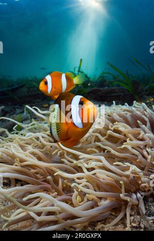 Anemone di Mare in pelle con pesce anemonefish Clarks, Heteractis crispa, Amphiprion clarkii, Cenderawasih Bay, Papua Occidentale, Papua Nuova Guinea, Nuova Guinea, Oceani Foto Stock