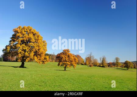 Querce nei colori autunnali, lago Tegernsee, alta Baviera, Baviera, Germania, Europa Foto Stock