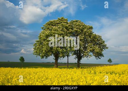 Castagne con croce in un campo di canola, parco naturale di Altmuehltal, Baviera, Germania, Europa Foto Stock