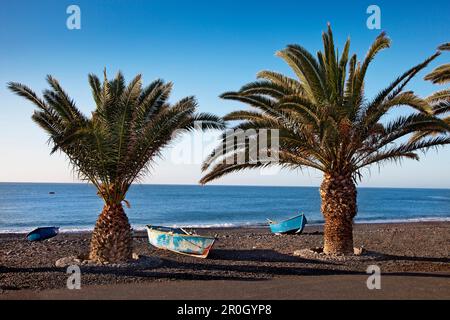 Barche da pesca e palme in spiaggia, la Lajita, Fuerteventura, Isole Canarie, Spagna Foto Stock