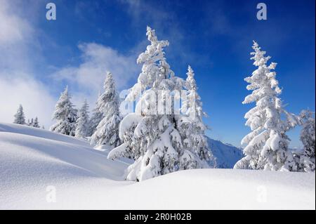 Coperta di neve abeti, Schildenstein, Tegernseer gamma, Prealpi bavaresi, Alta Baviera, Baviera, Germania Foto Stock