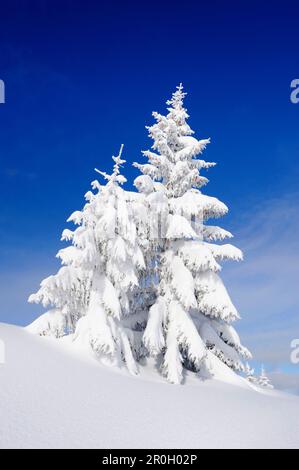 Coperta di neve abeti, Schildenstein, Tegernseer gamma, Prealpi bavaresi, Alta Baviera, Baviera, Germania Foto Stock