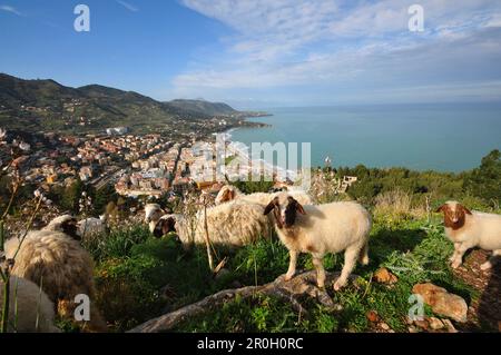 Si affaccia sullo sfondo della città e della baia, sulla Rocca di Cefalù, Cefalù, costa settentrionale, Sicilia, Italia Foto Stock