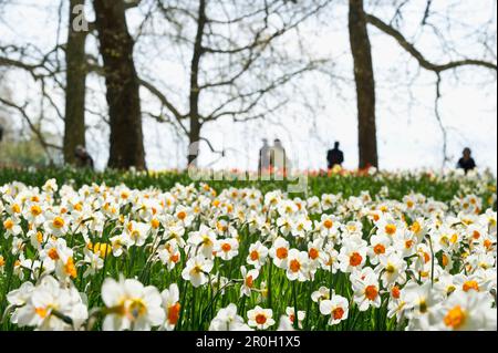 Flower prato con dei narcisi, Isola di Mainau, Lago di Costanza, Baden-Wuerttemberg, Germania, Europa Foto Stock