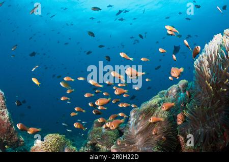 Shoal di Maldive endemiche anemonefish, anfibi nigripes anfibi, North Male Atoll, Oceano Indiano, Maldive Foto Stock