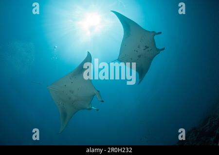 Due Manta, Manta birostris, North Male Atoll, Oceano Indiano, Maldive Foto Stock