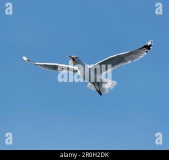 Seagull sopra il Mar Baltico a Warnemuende, citta' anseatica di Rostock, Meclemburgo-Pomerania, Germania Foto Stock