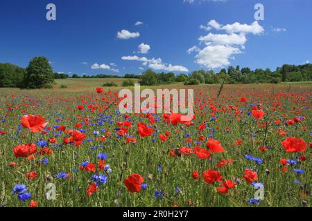Cornflowers papaveri e su un campo, Isola di Ruegen, Meclemburgo-Pomerania, Germania, Europa Foto Stock