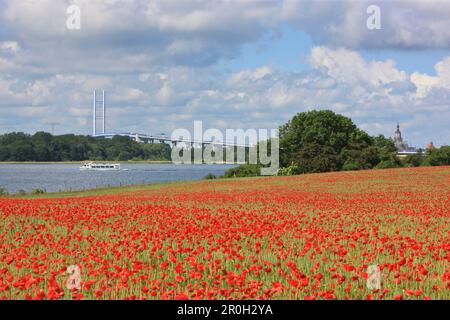 Papaveri di fronte al Ponte nuovo Ruegen sopra Strelasund, Isola di Ruegen, Meclemburgo Pomerania occidentale, Germania, Europa Foto Stock