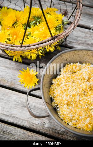 Fiori di dente di leone comune in un secchio, fiori secchi, fatti in casa, Baviera, Germania Foto Stock