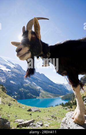 Capra e lago Oeschinensee, Kandersteg, Oberland bernese, il Cantone di Berna, Svizzera, Europa Foto Stock