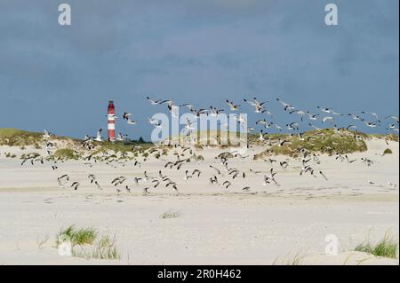 Faro e gabbiani marini, vicino a Nebel, Amrum, Isole Frisone del Nord, Schleswig-Holstein, Germania Foto Stock