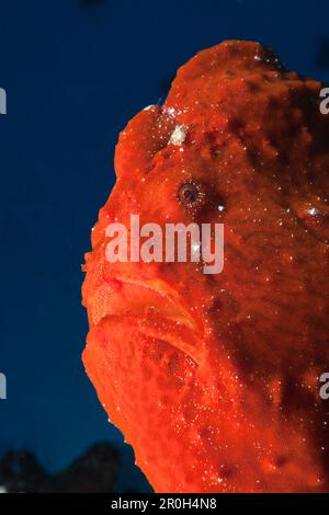 Gigante rosso pesce rana, Antennarius commersonii, North Male Atoll, Maldive Foto Stock