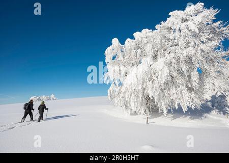 Alberi innevati ed escursionisti con racchette da neve, Schauinsland, vicino a Friburgo in Breisgau, Foresta Nera, Baden-Wuerttemberg, Germania Foto Stock