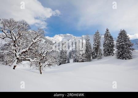 Paesaggio invernale nella valle di Hintersteiner vicino a Bad Hindelang, Allgaeu, Baviera, Germania Foto Stock