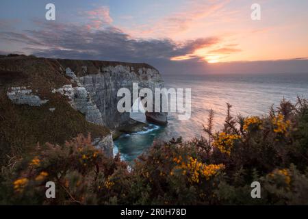 Tramonto pittoresco sopra il famoso arco calcareo Manneportte vicino Etretat con arbusti di gola in piena fioritura in primo piano, Normandia, Francia Foto Stock