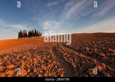 Tramonto su un campo arato con un boschetto di cipressi in Val d'Orsia a sud di Siena, Toscana, Italia Foto Stock