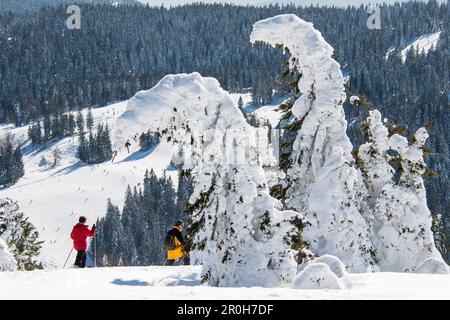 Alberi di abete innevati ed escursionisti racchette da neve, Feldberg, Foresta Nera, Baden-Wuerttemberg, Germania Foto Stock