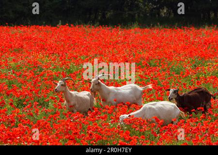 Capre in un papavero rosso campo, nei pressi di Massa Marittima, provincia di Grosseto, Toscana, Italia, Europa Foto Stock