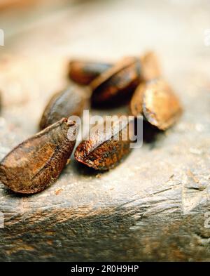 BRASILE, Belem, Sud America, Brasile NUTS, primo piano Foto Stock