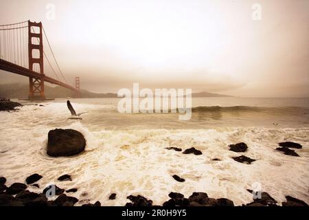 USA, California, San Francisco, il Golden Gate Bridge con un gabbiano e surfisti, Fort Point Foto Stock