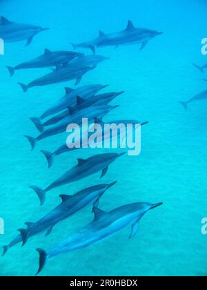 Stati Uniti d'America, Hawaii, Lana'i, un pod di spinner dolphin nuoto a Manele Bay Foto Stock