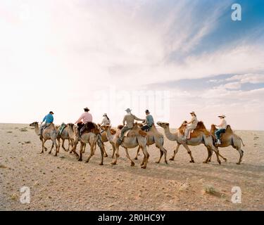 MONGOLIA, Nemegt Basin, in un gruppo di piloti trek attraverso il deserto del Gobi su camelback Foto Stock