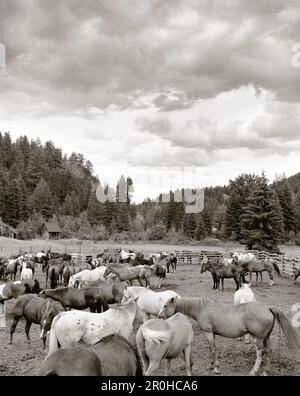 USA, Montana, cavalli in un Corral, Mountain Sky Guest Ranch (B&W) Foto Stock