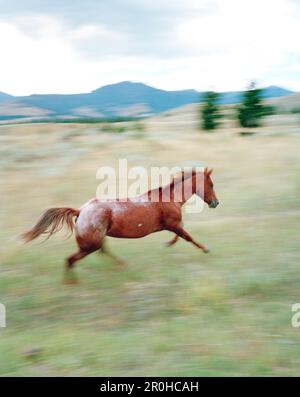 USA, Montana, cavalli che corrono sul campo, Gallatin National Forest, Emigrant Foto Stock