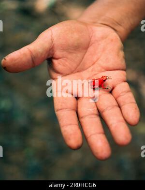 PANAMA, Isla Bastimentos, l'uomo detiene una velenosa Bastimentos Red Frog a Red Frog Beach, America Centrale Foto Stock