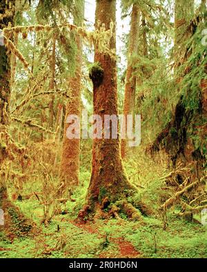 USA, Washington state, Sitka alberi di abete rosso coperti di muschio, Olympic National Park Foto Stock