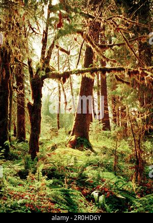 USA, Washington state, Sitka Spruce e Western Hemlock Trees, Olympic National Park Foto Stock