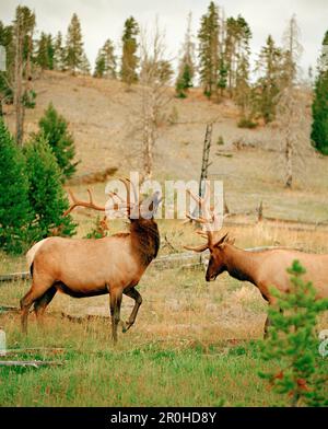 Stati Uniti, Wyoming, alci che sparano nel Firehole River Corridor, Yellowstone National Park Foto Stock